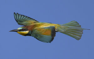 European Bee-eater