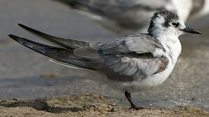 White-winged Tern