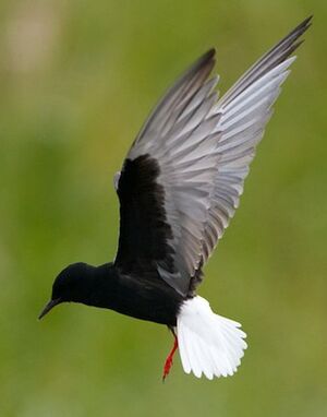 White-winged Tern
