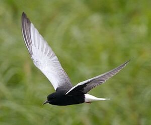 White-winged Tern