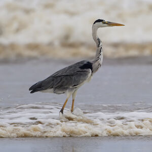 Grey Heron