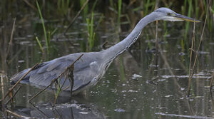 Grey Heron
