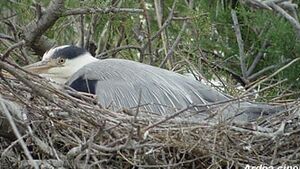 Grey Heron