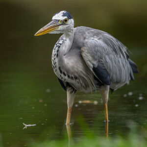 Grey Heron