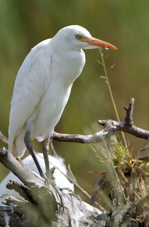 Western Cattle Egret 
&copy; Herv� Michel