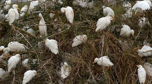 Western Cattle Egret 
&copy; Herv� Michel
