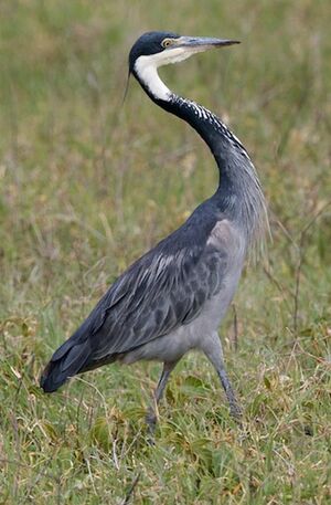 Black-headed Heron