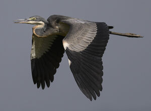 Black-headed Heron