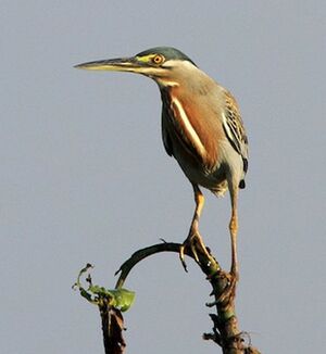 Striated Heron