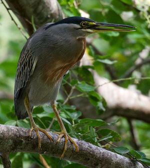 Striated Heron