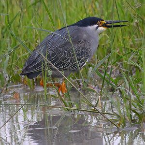 Striated Heron