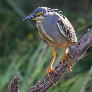 Striated Heron