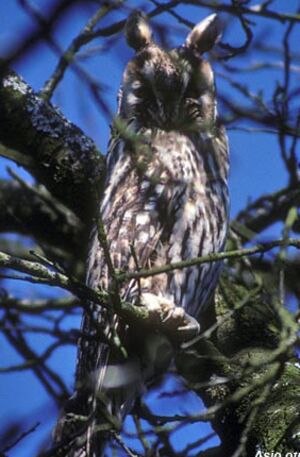 Hibou moyen-duc 
&copy; Herv� Michel