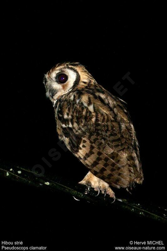 Striped Owl, identification