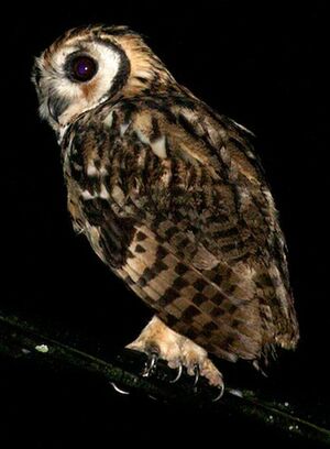 Hibou stri�