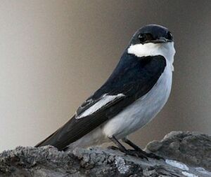 Hirondelle � ailes blanches