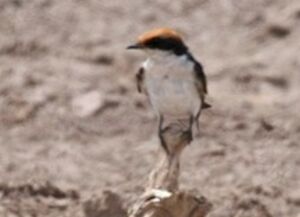 Hirondelle � longs brins