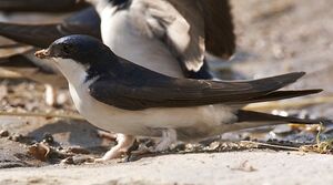 Hirondelle de fen�tre