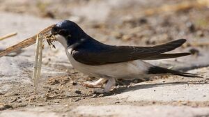 Hirondelle de fen�tre