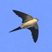 West African Swallow