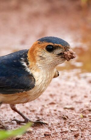 Hirondelle rousseline