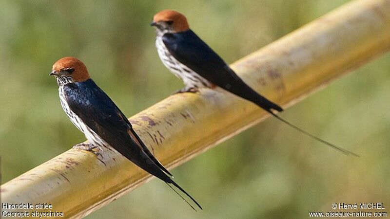 Lesser Striped Swallow adult breeding