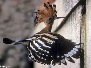 Eurasian Hoopoe 
&copy; Herv� Michel