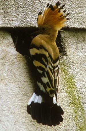 Eurasian Hoopoe 
&copy; Herv� Michel