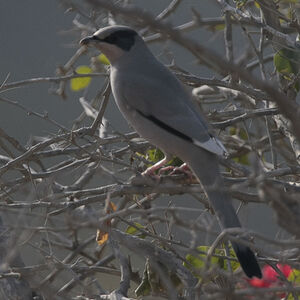 Hypocolius gris