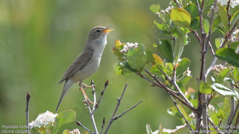 Booted Warbler male adult breeding