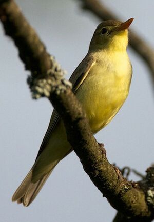 Icterine Warbler 
&copy; Herv� Michel