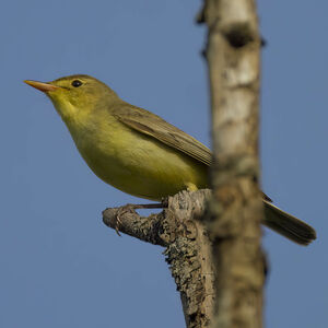 Icterine Warbler 
&copy; Herv� Michel
