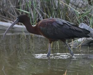 Glossy Ibis