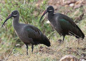 Ibis hagedash