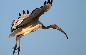 Ibis sacr� 
&copy; Herv� Michel