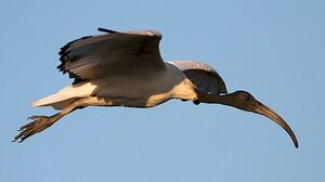 Ibis sacr� 
&copy; Herv� Michel