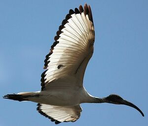 Ibis sacré