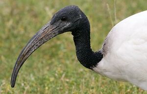 African Sacred Ibis 
&copy; Herv� Michel