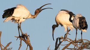 African Sacred Ibis 
&copy; Herv� Michel
