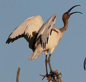 African Sacred Ibis 
&copy; Herv� Michel