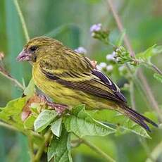 Serin d'Abyssinie