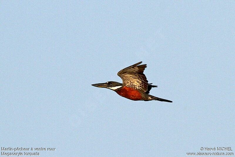 Ringed Kingfisher male adult, Flight