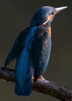 Common Kingfisher