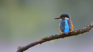 Common Kingfisher