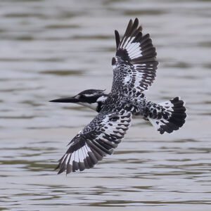 Pied Kingfisher