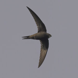 Common Swift
