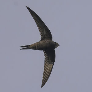 Common Swift