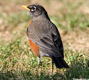 American Robin