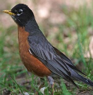 American Robin
