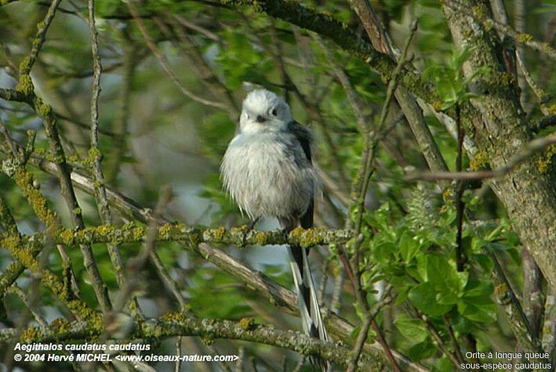 Mésange à longue queue - Aegithalos caudatus